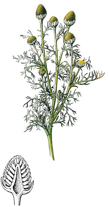 Matricaire en disque